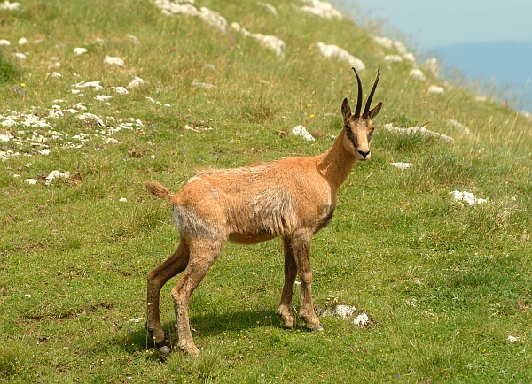 Camoscio d''Abruzzo Rupicapra pyrenaica ornata